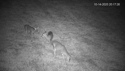 Pennsylvania Elk Live Webcam - Oct 14, 2025, 8:18pm EDT