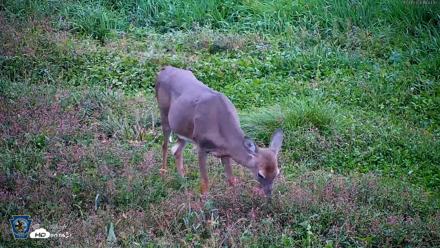 Pennsylvania Elk Live Webcam - Oct 1, 2026, 6:44pm EDT