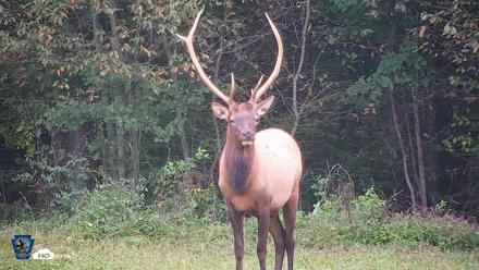 Pennsylvania Elk Live Webcam - Sep 9, 2026, 7:10pm EDT