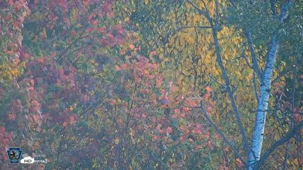 Pennsylvania Elk Live Webcam - Oct 3, 2026, 9:00am EDT