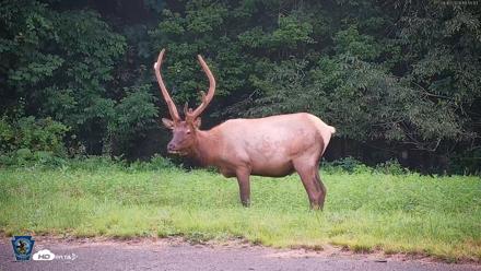 Pennsylvania Elk Live Webcam - Aug 10, 2026, 7:55pm EDT