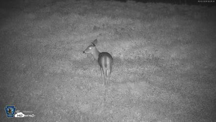 Pennsylvania Elk Live Webcam - Oct 2, 2026, 6:32am EDT