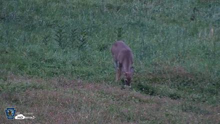 Pennsylvania Elk Live Webcam - Sep 28, 2026, 7:07pm EDT