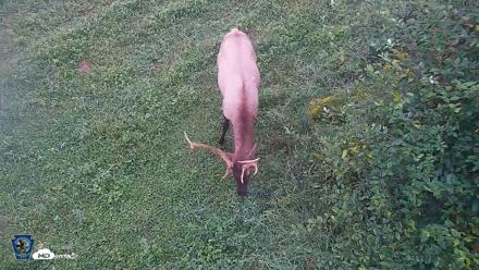 Pennsylvania Elk Live Webcam - Sep 7, 2026, 6:50am EDT