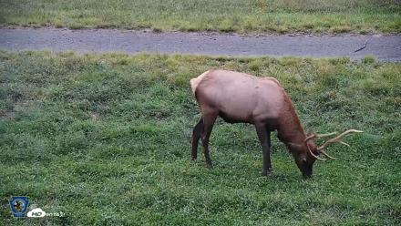 Pennsylvania Elk Live Webcam - Sep 9, 2026, 7:38pm EDT