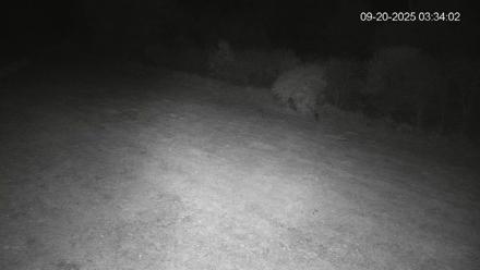 Pennsylvania Elk Live Webcam - Sep 20, 2025, 3:34am EDT