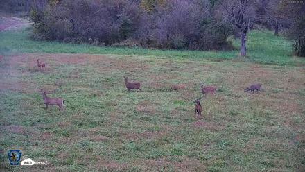 Pennsylvania Elk Live Webcam - Oct 2, 2026, 6:19pm EDT
