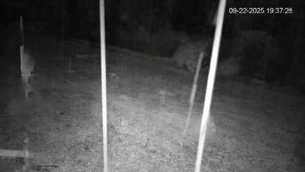 Pennsylvania Elk Live Webcam - Sep 22, 2025, 7:38pm EDT