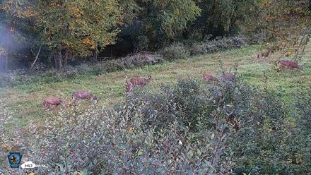 Pennsylvania Elk Live Webcam - Sep 30, 2026, 5:29pm EDT
