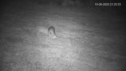 Pennsylvania Elk Live Webcam - Oct 6, 2025, 9:26pm EDT