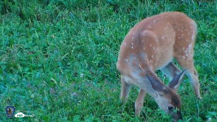 Pennsylvania Elk Live Webcam - Sep 5, 2026, 7:29pm EDT