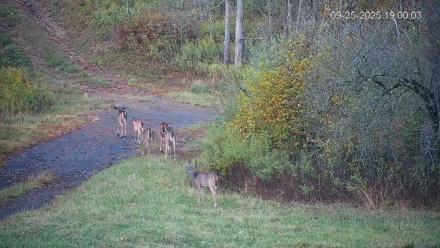 Pennsylvania Elk Live Webcam - Sep 25, 2025, 7:00pm EDT