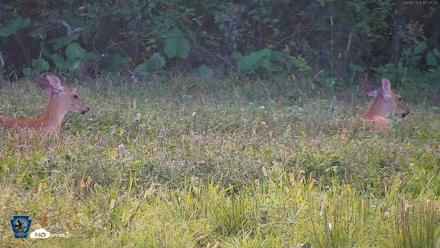 Pennsylvania Elk Live Webcam - Sep 8, 2026, 5:28pm EDT