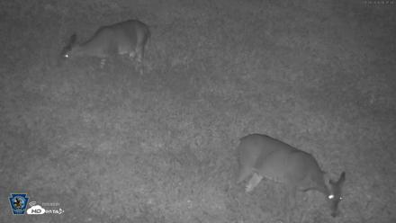 Pennsylvania Elk Live Webcam - Sep 28, 2026, 6:38am EDT