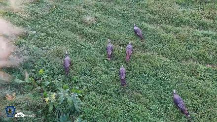 Pennsylvania Elk Live Webcam - Sep 9, 2026, 6:27pm EDT
