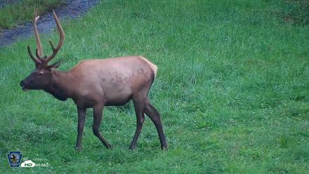 Pennsylvania Elk Live Webcam - Aug 10, 2026, 7:33pm EDT