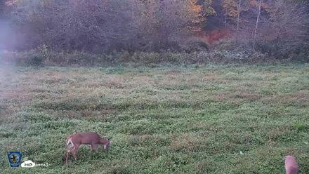 Pennsylvania Elk Live Webcam - Sep 30, 2026, 7:02am EDT