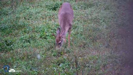Pennsylvania Elk Live Webcam - Oct 2, 2026, 5:49pm EDT