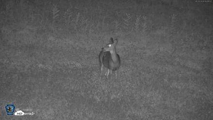Pennsylvania Elk Live Webcam - Sep 28, 2026, 6:20am EDT