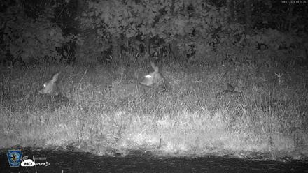 Pennsylvania Elk Live Webcam - Sep 27, 2026, 7:58pm EDT