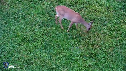 Pennsylvania Elk Live Webcam - Oct 1, 2026, 8:11am EDT