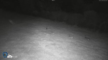 Pennsylvania Elk Live Webcam - Oct 2, 2026, 6:22am EDT