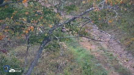 Pennsylvania Elk Live Webcam - Sep 30, 2026, 1:28pm EDT