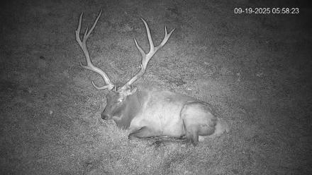 Pennsylvania Elk Live Webcam - Sep 19, 2025, 5:59am EDT