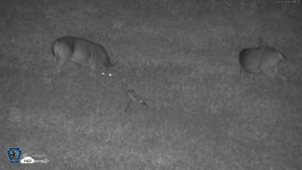 Pennsylvania Elk Live Webcam - Sep 26, 2026, 10:18pm EDT