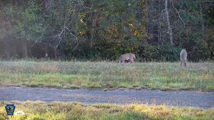 Pennsylvania Elk Live Webcam - Oct 3, 2026, 5:19pm EDT