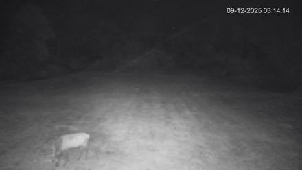 Pennsylvania Elk Live Webcam - Sep 12, 2025, 3:15am EDT