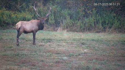 Pennsylvania Elk Live Webcam - Sep 17, 2025, 6:52am EDT