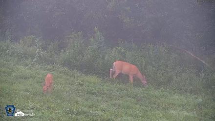 Pennsylvania Elk Live Webcam - Aug 7, 2026, 7:28am EDT