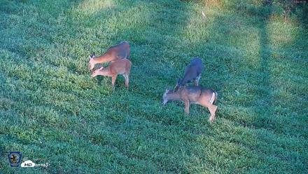 Pennsylvania Elk Live Webcam - Sep 5, 2026, 6:36pm EDT