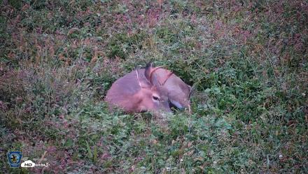 Pennsylvania Elk Live Webcam - Oct 2, 2026, 6:58pm EDT