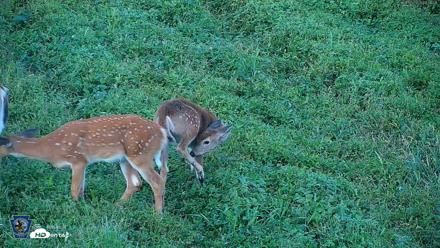 Pennsylvania Elk Live Webcam - Sep 5, 2026, 6:51pm EDT