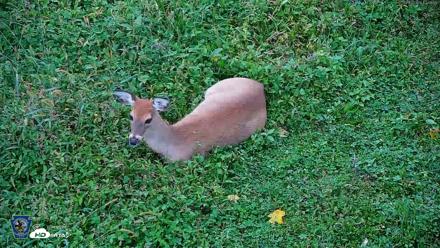 Pennsylvania Elk Live Webcam - Oct 2, 2026, 5:59pm EDT