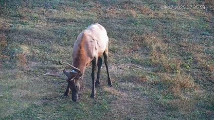 Pennsylvania Elk Live Webcam - Sep 17, 2025, 7:36am EDT