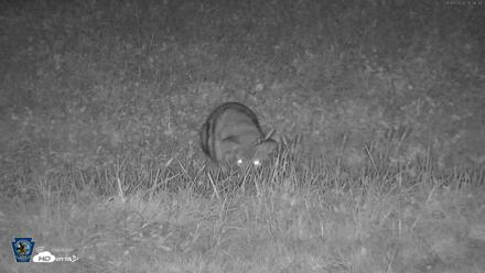 Pennsylvania Elk Live Webcam - Sep 9, 2026, 8:37pm EDT