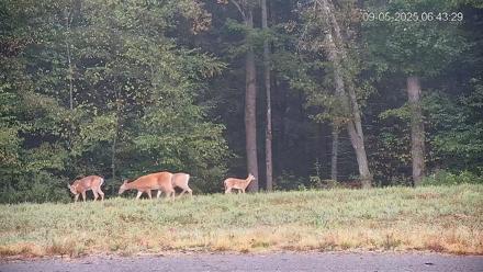 Pennsylvania Elk Live Webcam - Sep 5, 2025, 6:44am EDT