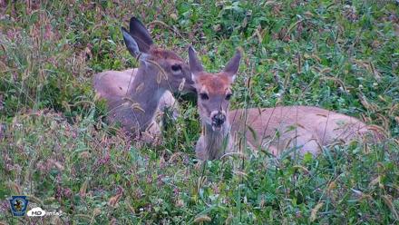 Pennsylvania Elk Live Webcam - Oct 1, 2026, 8:23am EDT