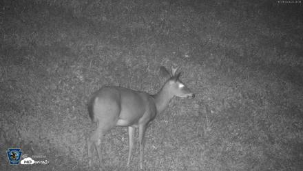 Pennsylvania Elk Live Webcam - Oct 1, 2026, 10:22pm EDT