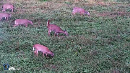 Pennsylvania Elk Live Webcam - Oct 1, 2026, 5:58pm EDT