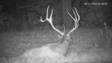 Pennsylvania Elk Live Webcam - Sep 11, 2025, 2:40am EDT