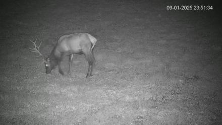 Pennsylvania Elk Live Webcam - Sep 1, 2025, 11:52pm EDT