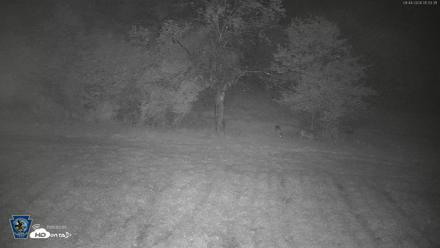 Pennsylvania Elk Live Webcam - Sep 4, 2026, 5:04am EDT