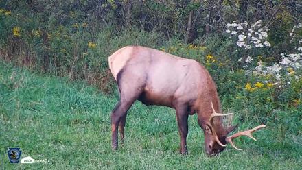 Pennsylvania Elk Live Webcam - Sep 8, 2026, 6:30pm EDT