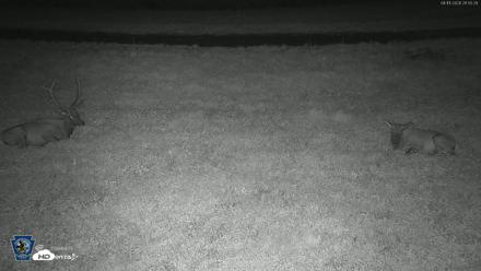 Pennsylvania Elk Live Webcam - Aug 11, 2026, 9:56pm EDT