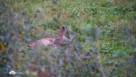 Pennsylvania Elk Live Webcam - Oct 1, 2026, 6:23pm EDT