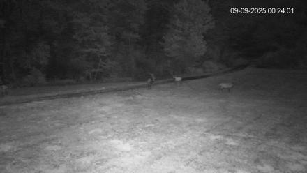 Pennsylvania Elk Live Webcam - Sep 9, 2025, 12:24am EDT